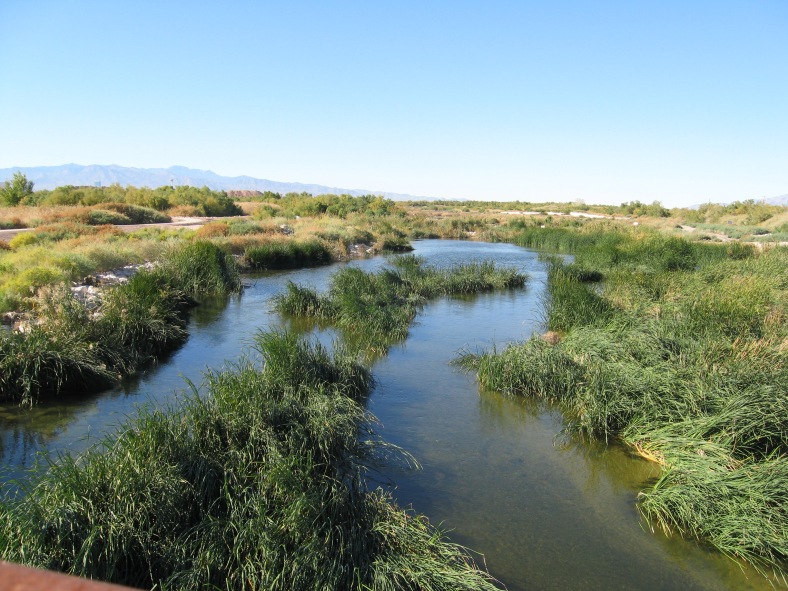 Yes, this is my hometown!  Las Vegas really does have a wetlands area that is the home of many traveling birds.